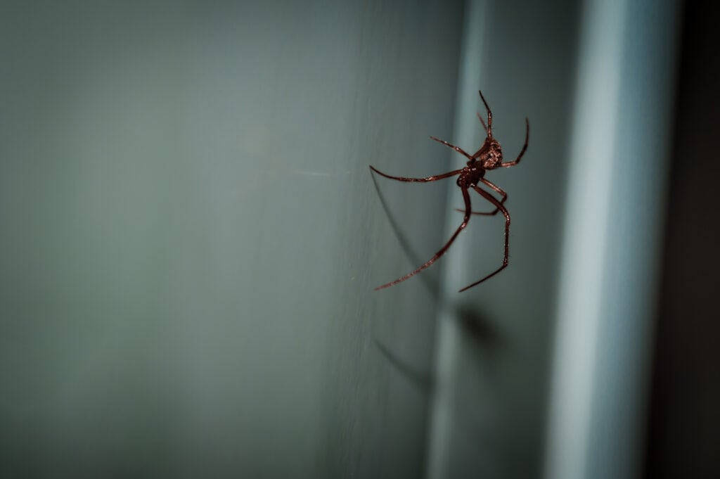 red spider on the-white wall inside a house